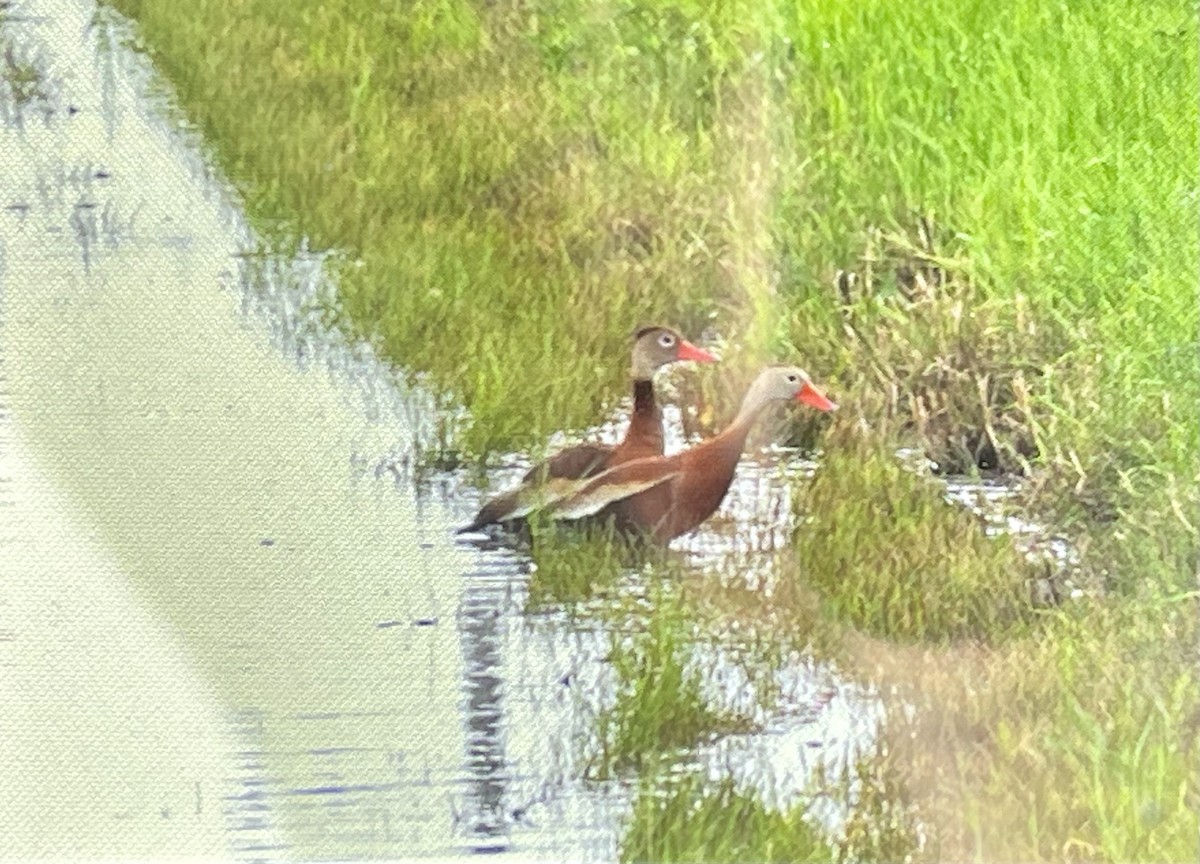 Black-bellied Whistling-Duck - ML620897945