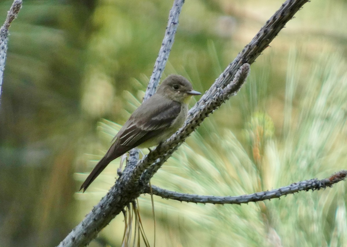 Western Wood-Pewee - ML620897951