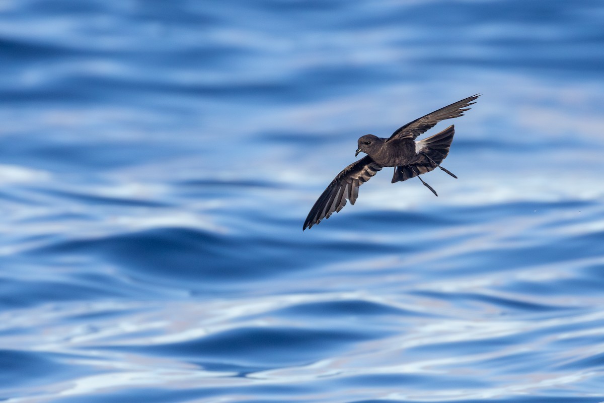 Wilson's Storm-Petrel - ML620897955