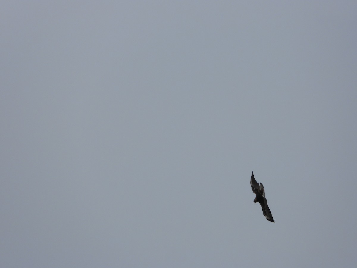 White-tailed Hawk - Cisca  Rusch