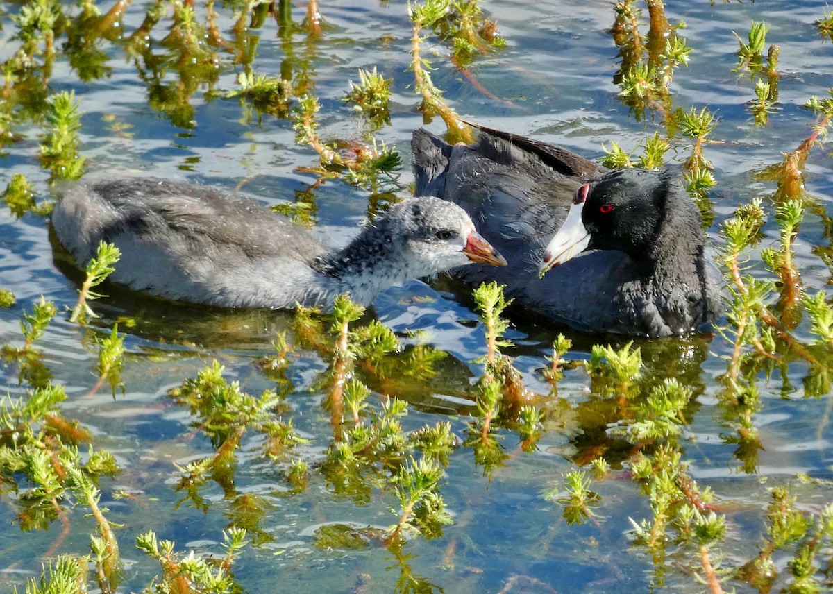 American Coot - ML620897969