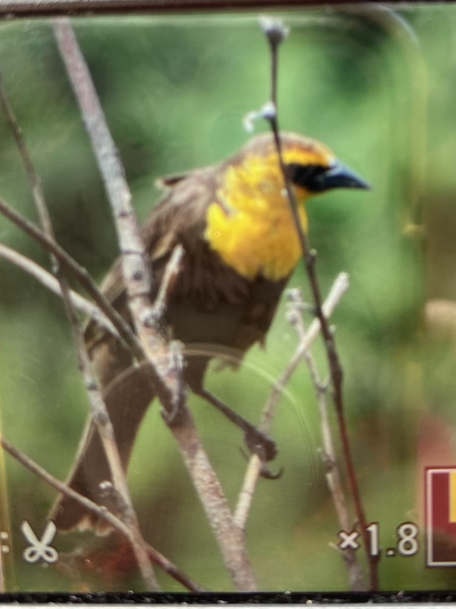 Yellow-headed Blackbird - ML620898001