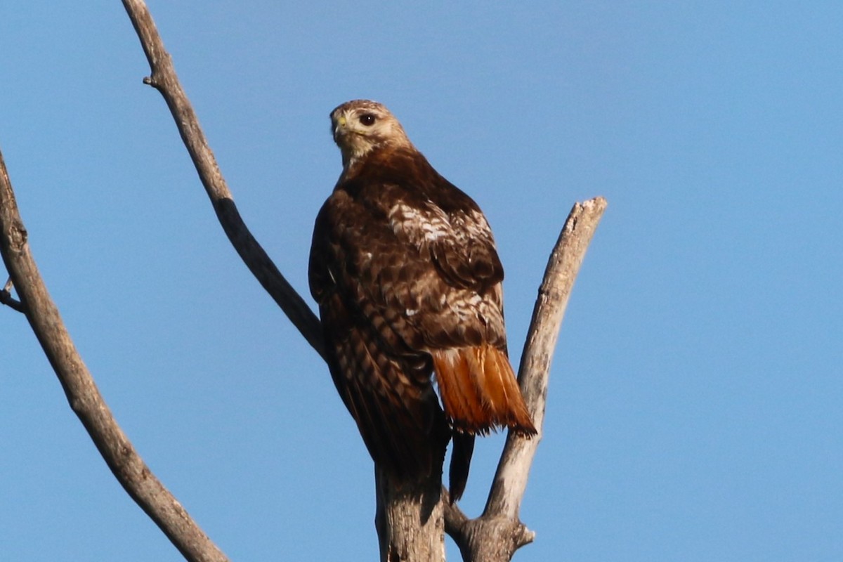 Red-tailed Hawk - ML620898003