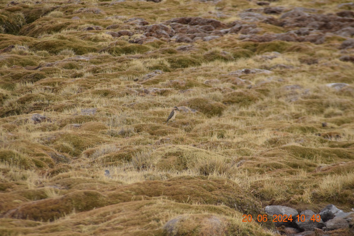 Andean Flicker - ML620898007