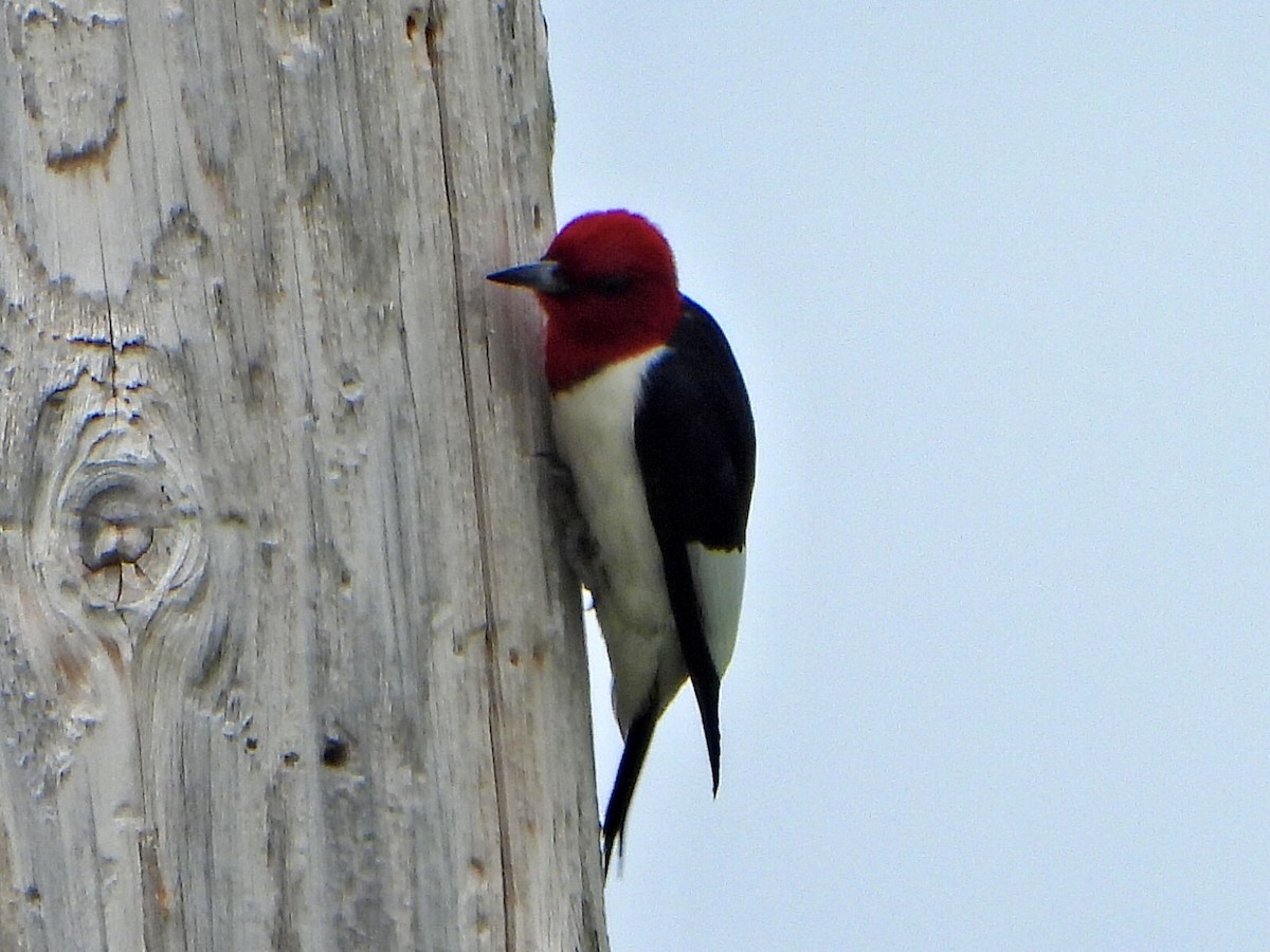 Red-headed Woodpecker - ML620898033