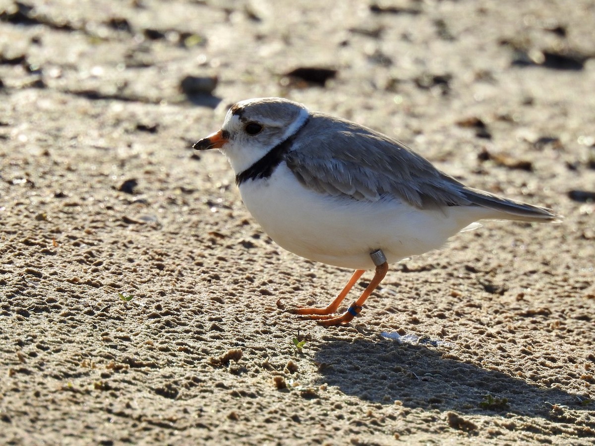 Piping Plover - ML620898042