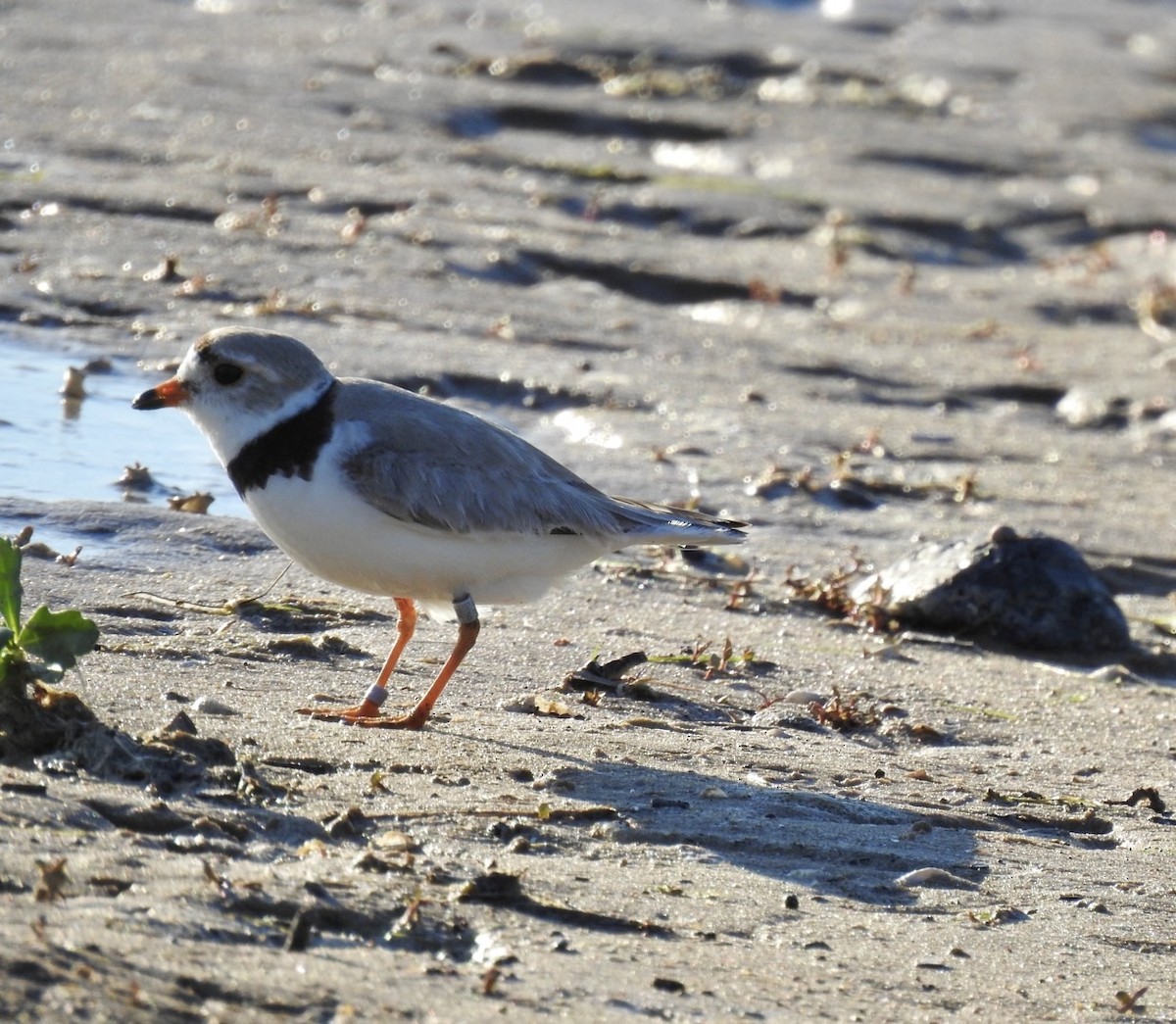 Piping Plover - ML620898043