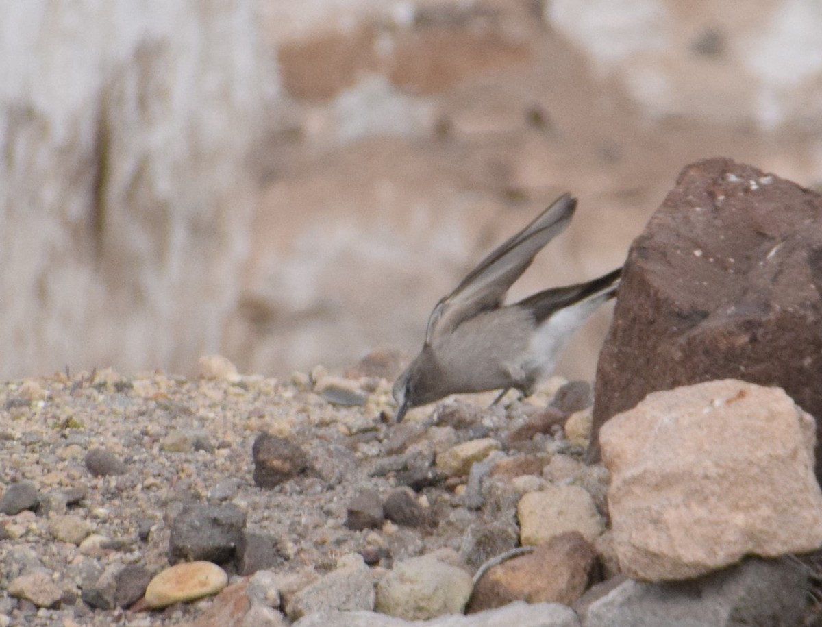 White-fronted Ground-Tyrant - ML620898045