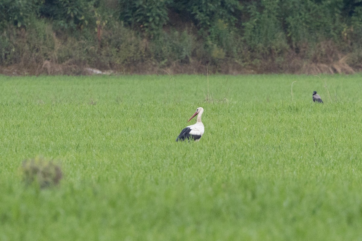 White Stork - ML620898053