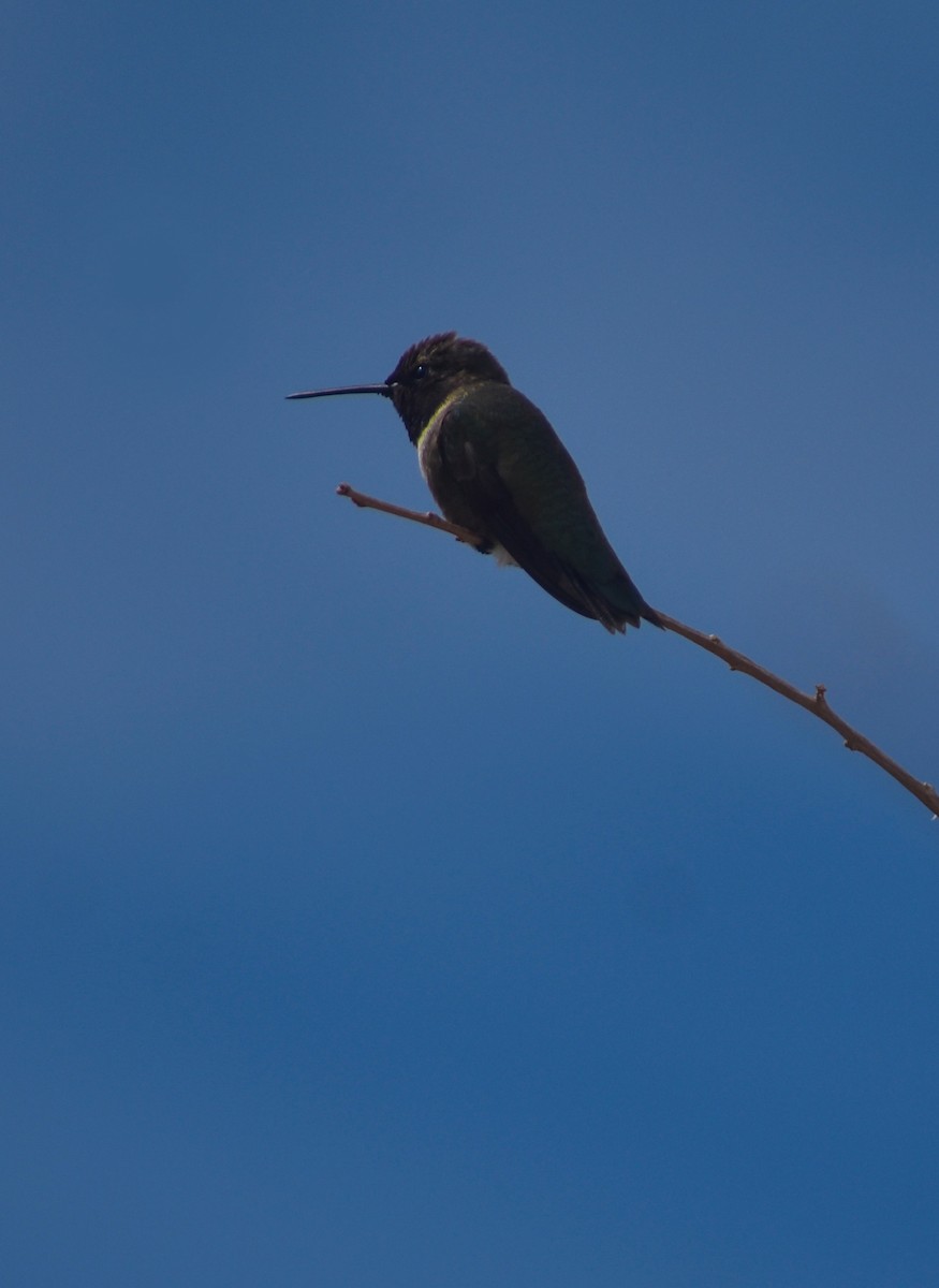 Black-chinned Hummingbird - Ulrike Guggenheim