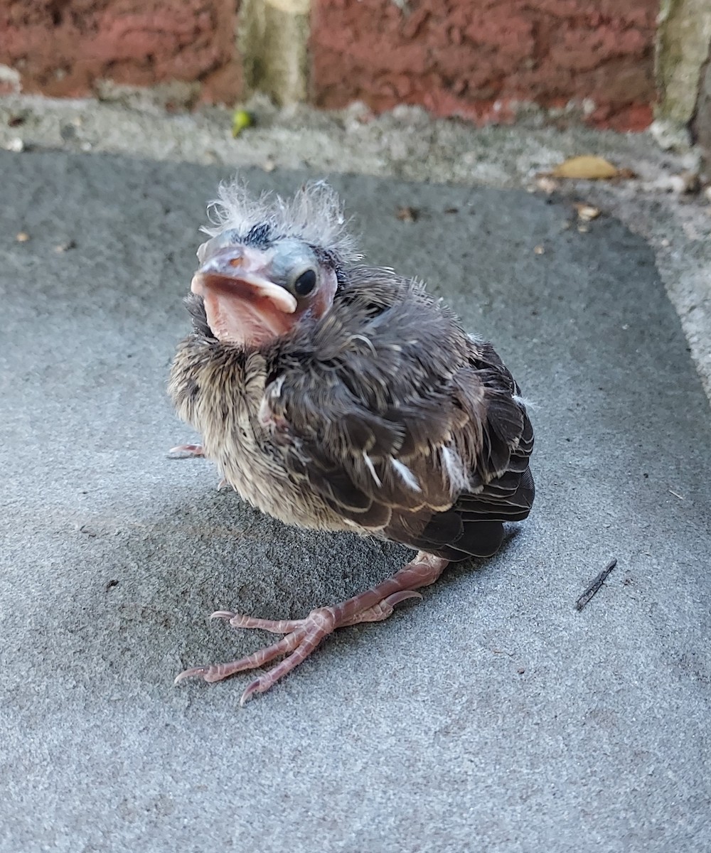 Northern Cardinal - ML620898076