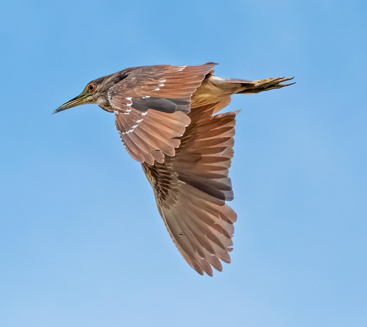 Black-crowned Night Heron - ML620898091