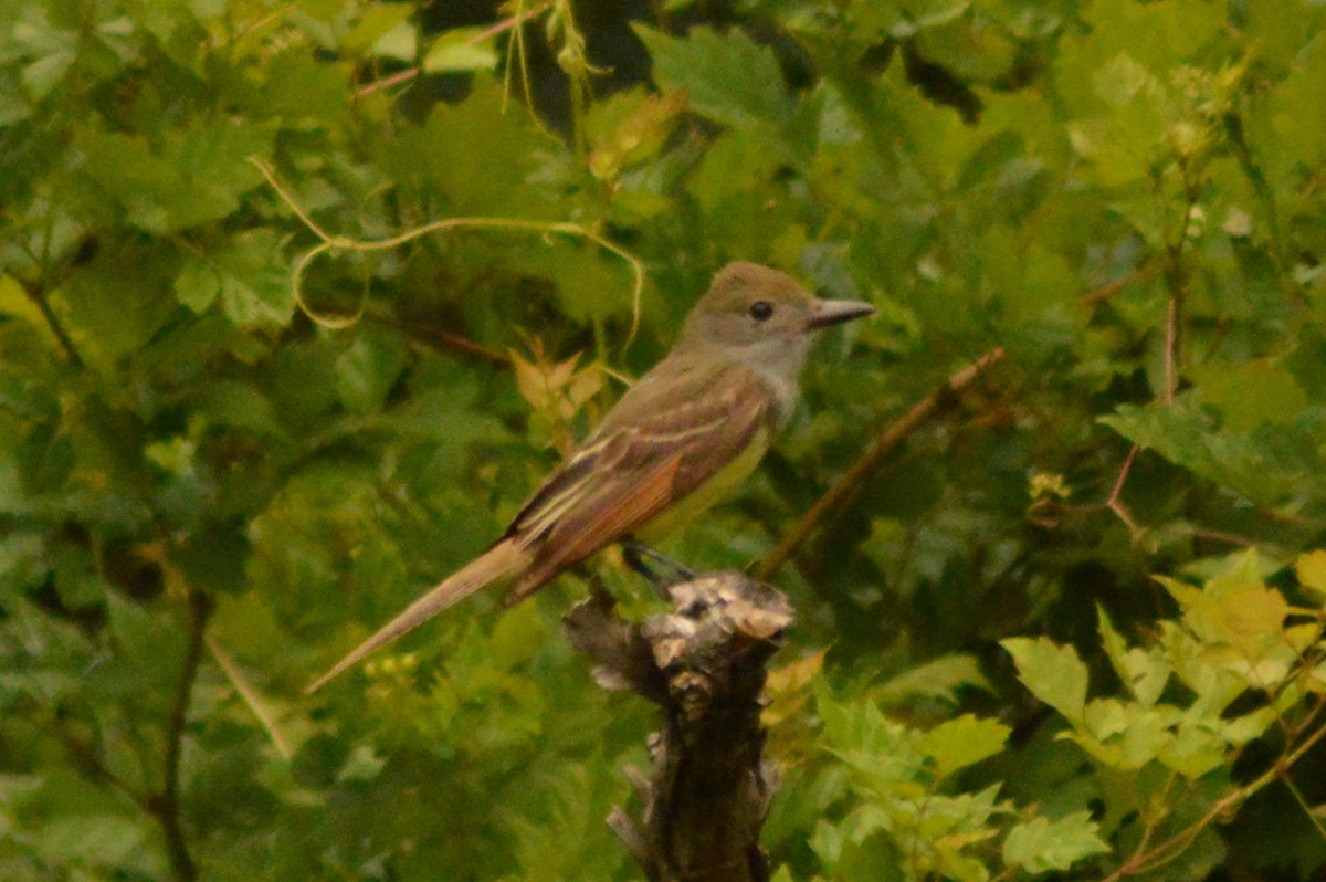 Great Crested Flycatcher - ML620898094