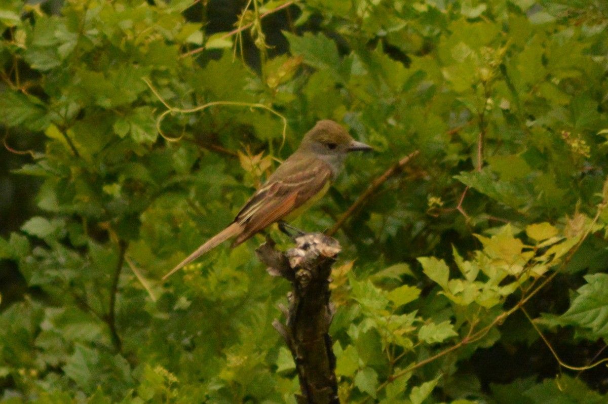 Great Crested Flycatcher - ML620898096