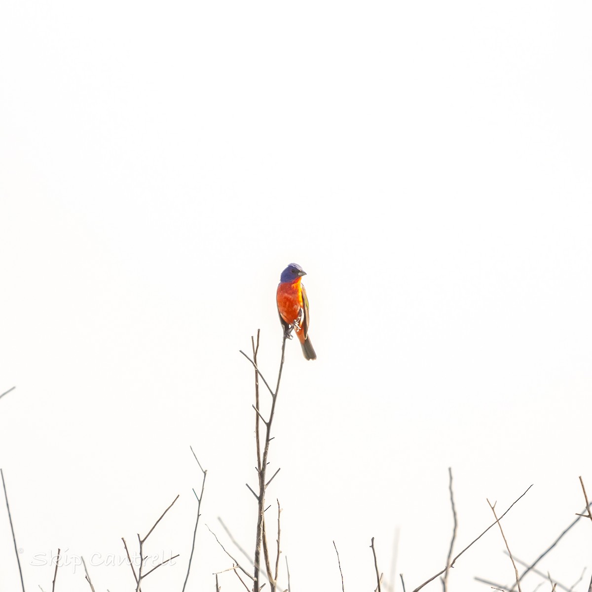 Painted Bunting - ML620898104