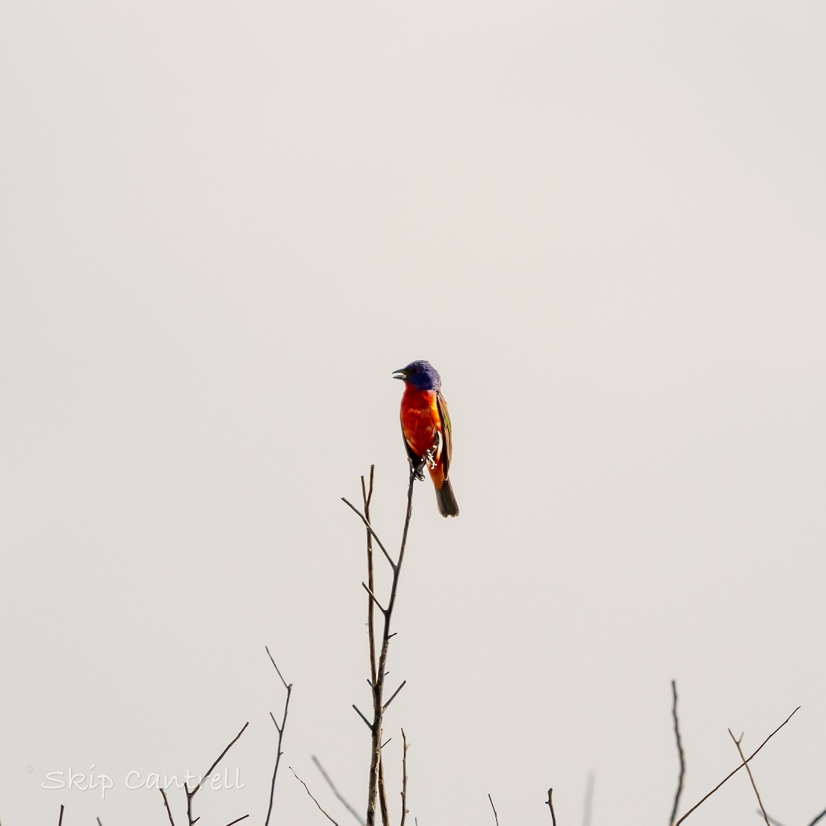 Painted Bunting - ML620898105