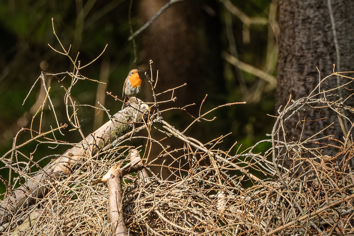 European Robin - Gabi Uhrova