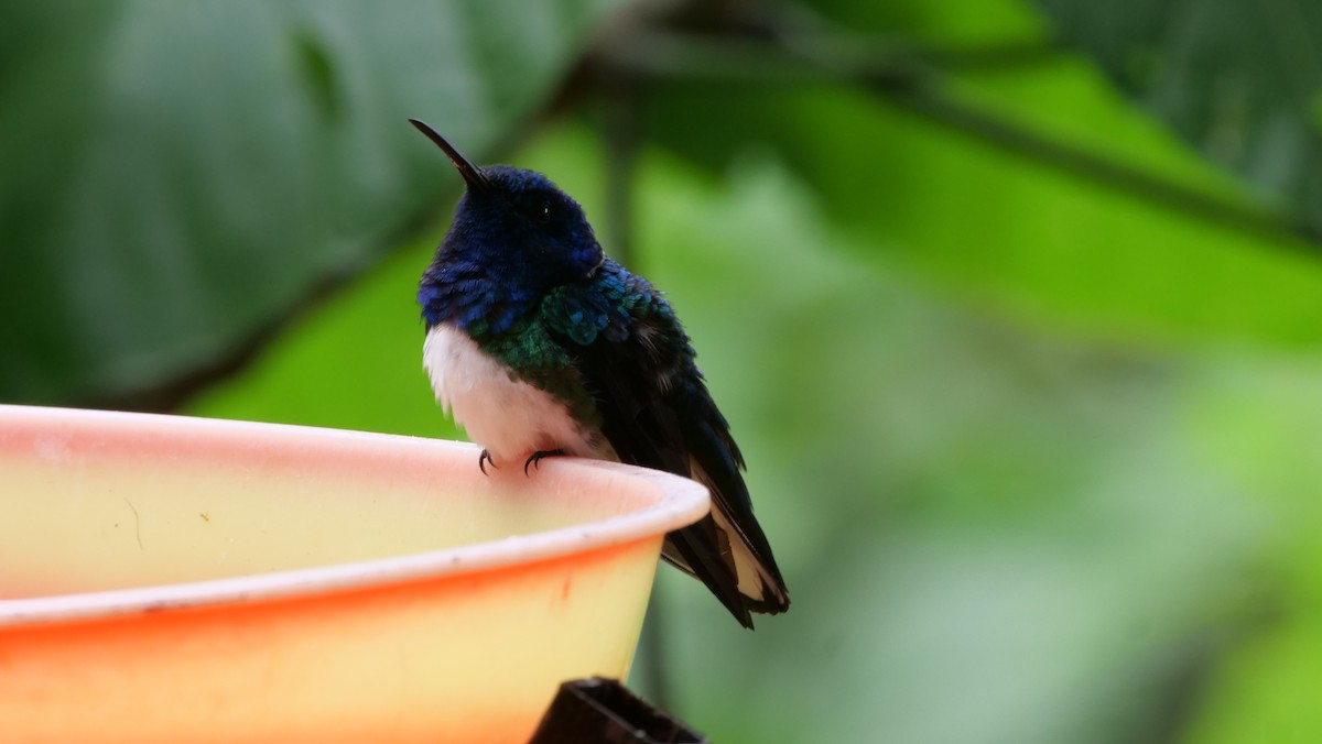 White-necked Jacobin - ML620898129