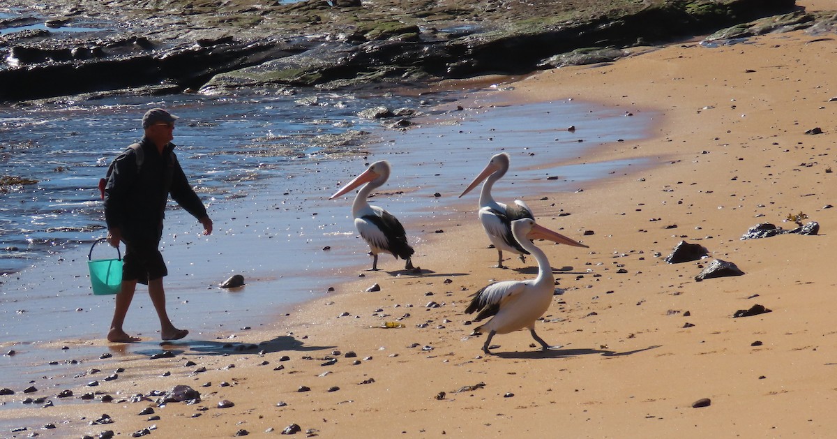 pelikán australský - ML620898131