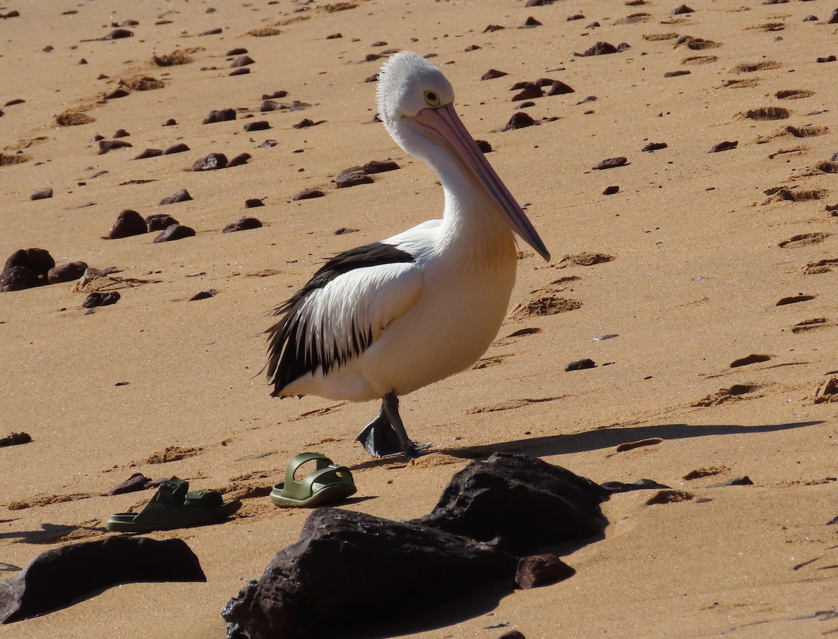 pelikán australský - ML620898132
