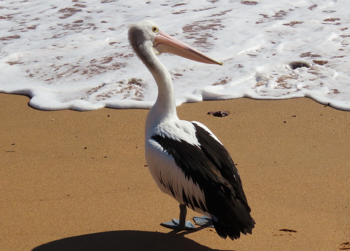 pelikán australský - ML620898133