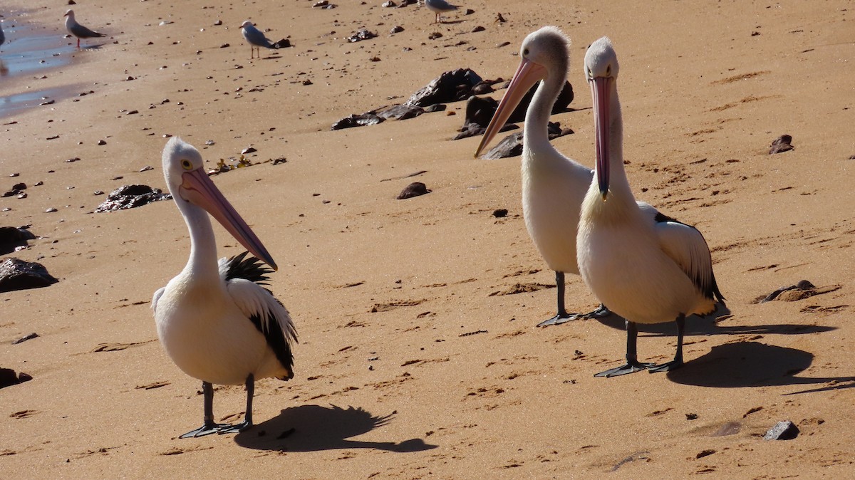 pelikán australský - ML620898134