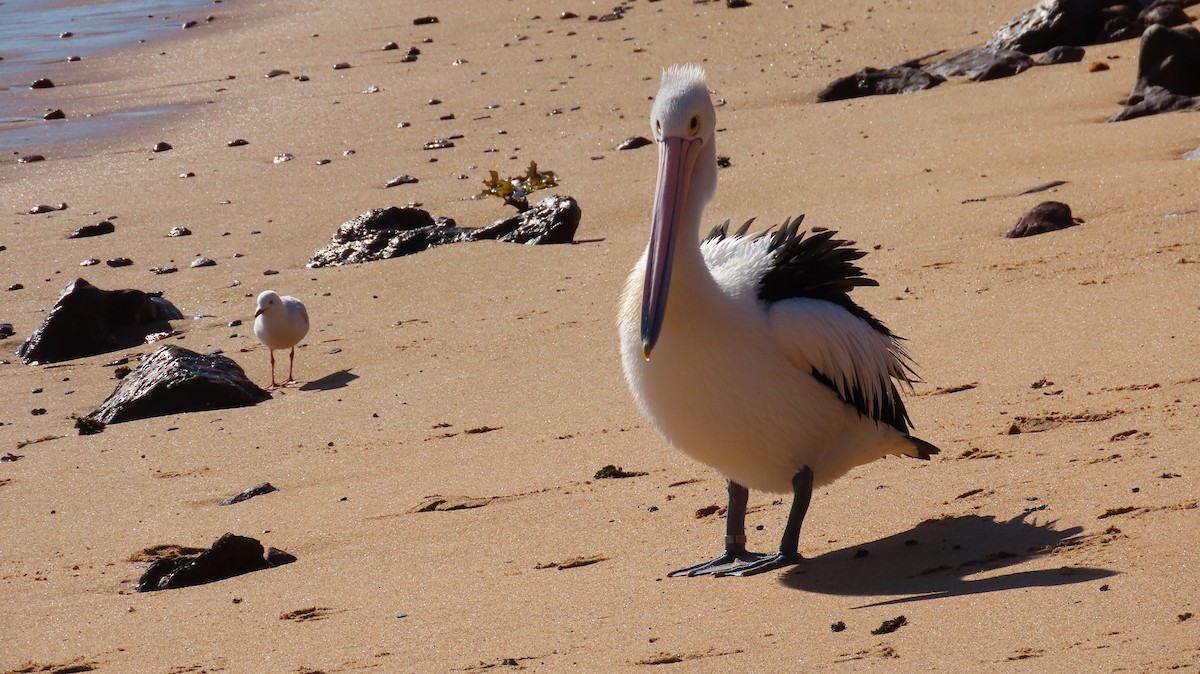 pelikán australský - ML620898135