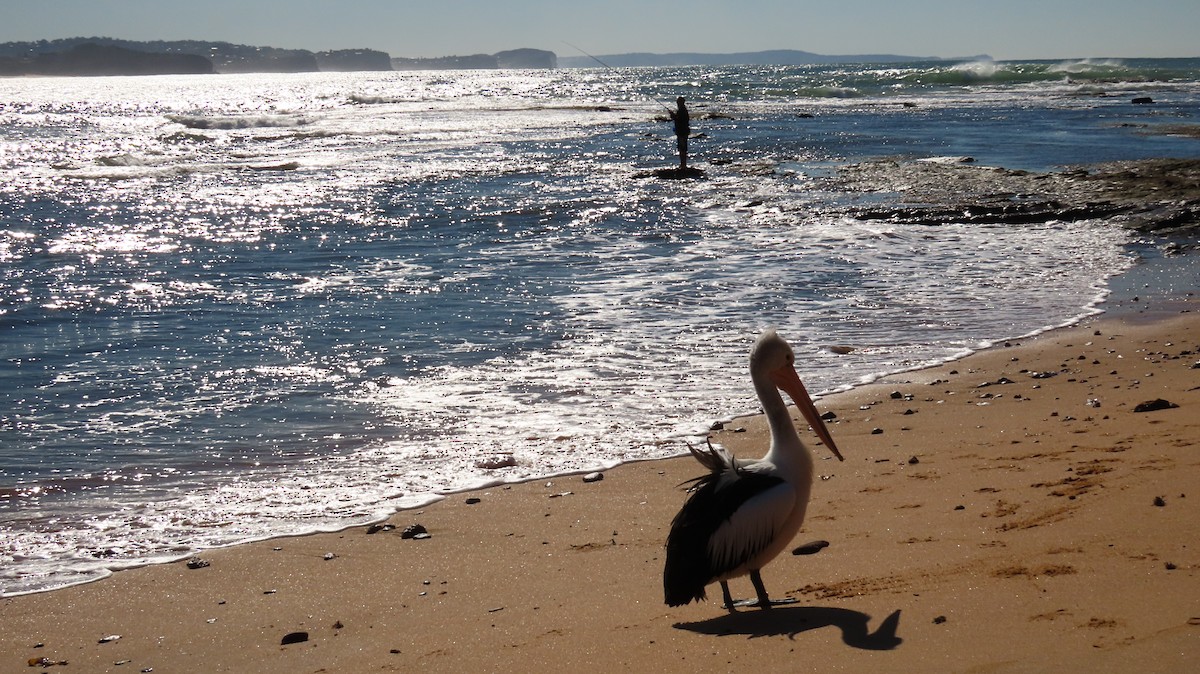 pelikán australský - ML620898136