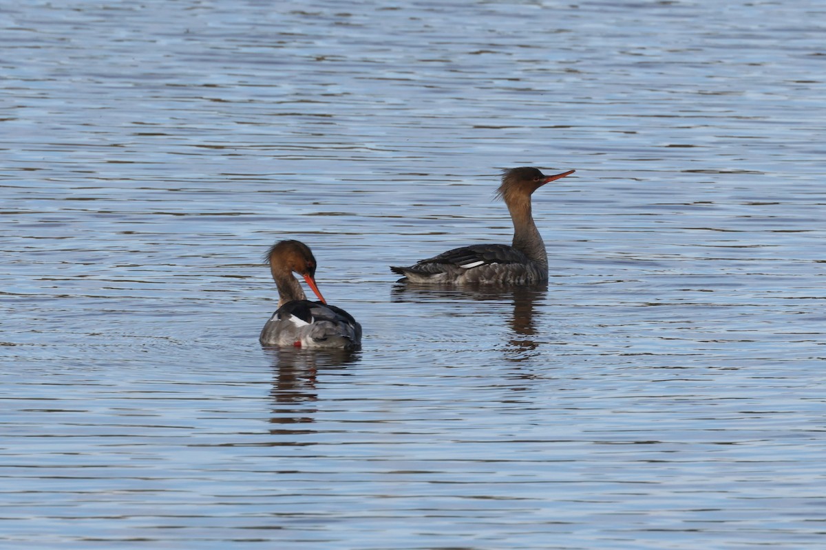 Red-breasted Merganser - ML620898154