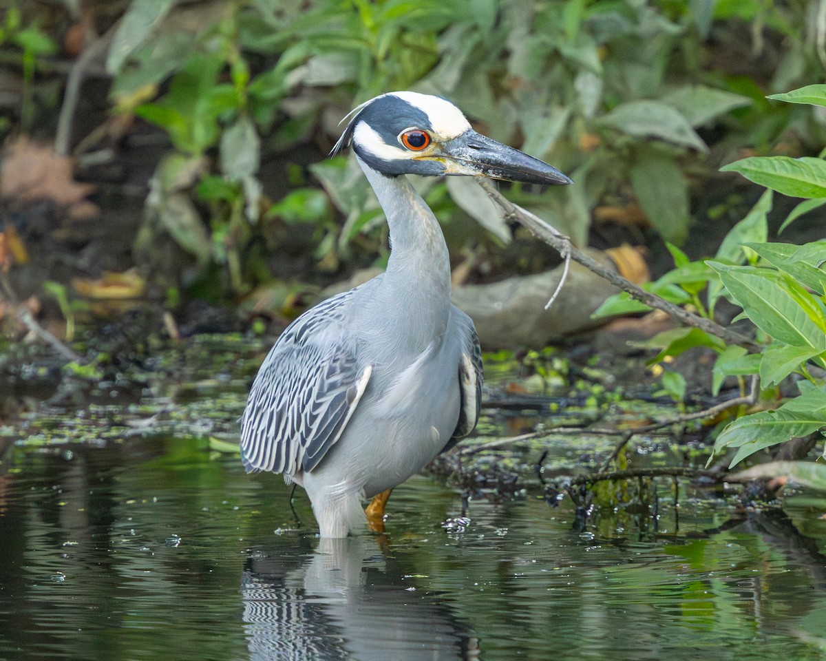 Yellow-crowned Night Heron - ML620898156