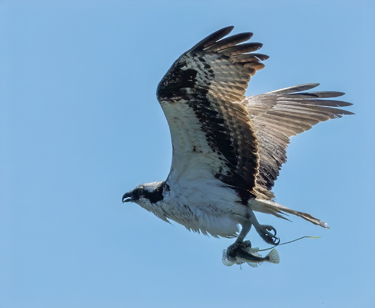 Osprey - ML620898157