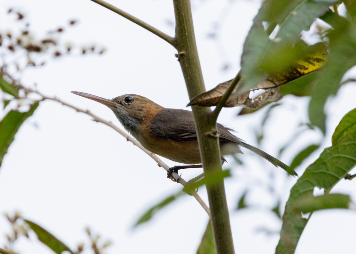 Long-billed Gnatwren - ML620898162