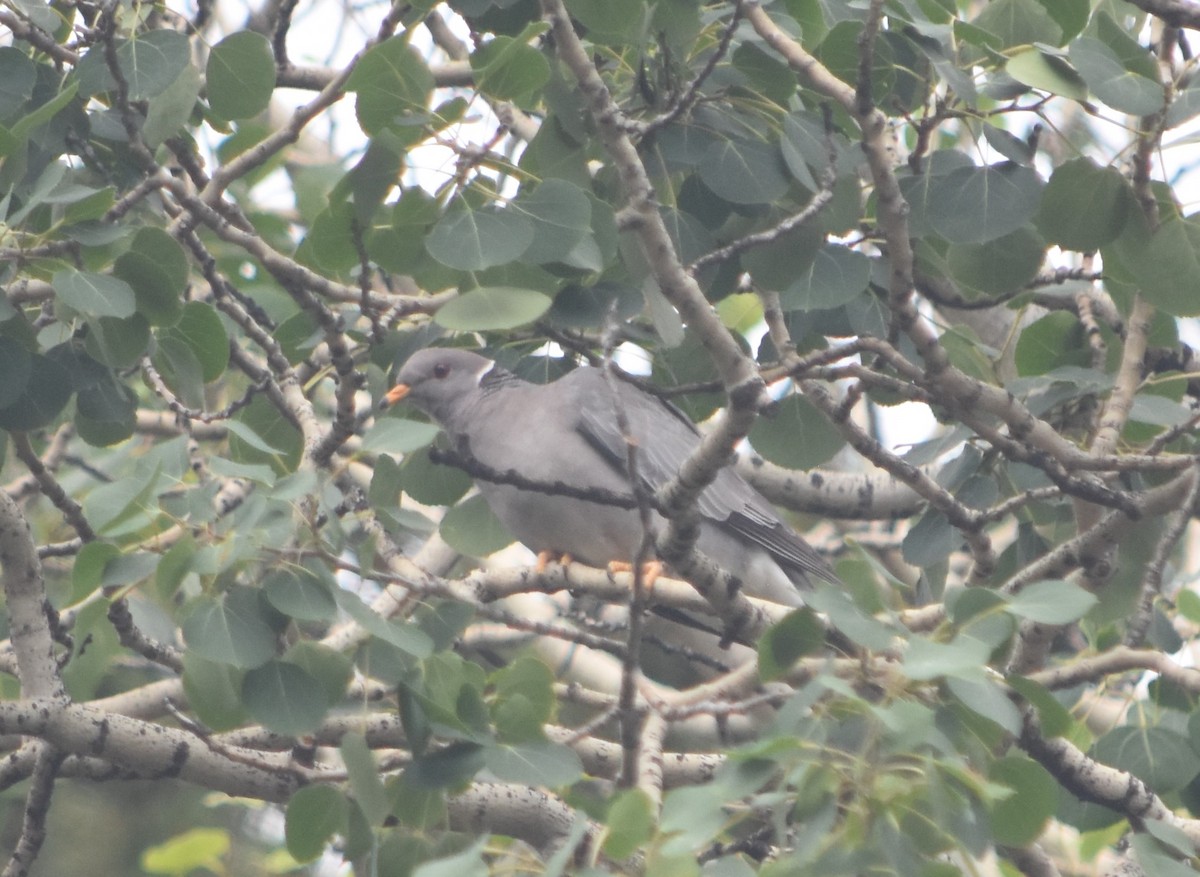 Band-tailed Pigeon - ML620898163