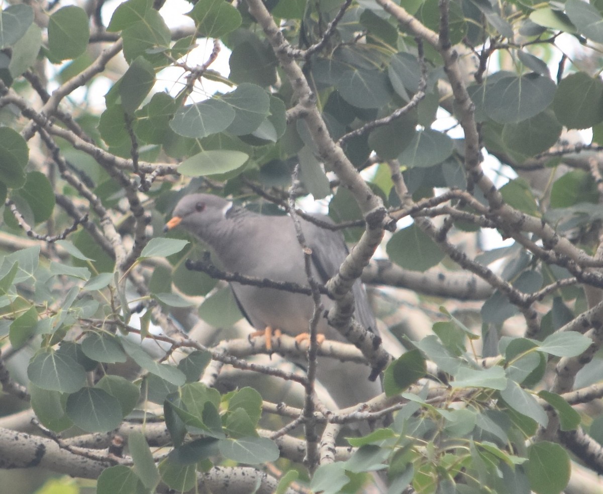 Band-tailed Pigeon - ML620898164