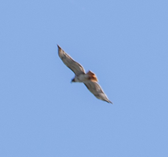 Red-tailed Hawk (borealis) - ML620898169