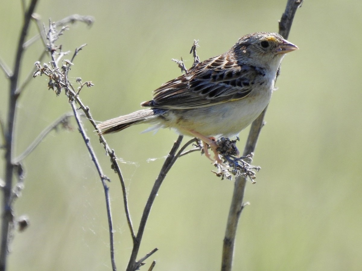 Grasshopper Sparrow - Beth Simkins