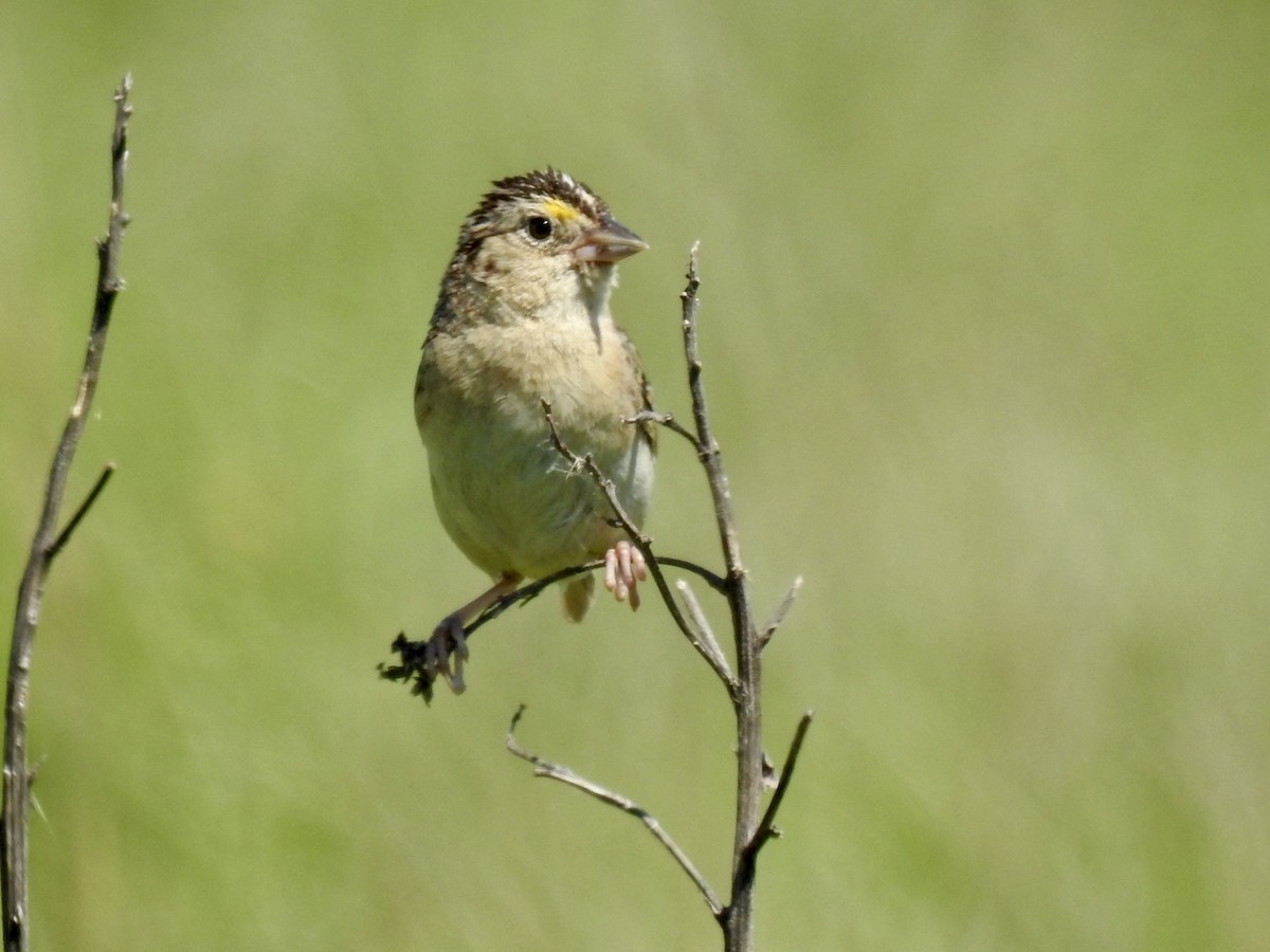 Grasshopper Sparrow - ML620898184
