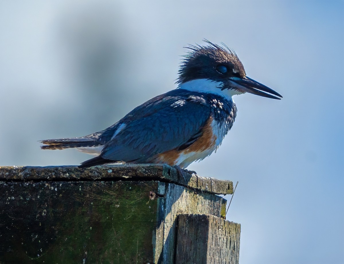 Belted Kingfisher - ML620898187