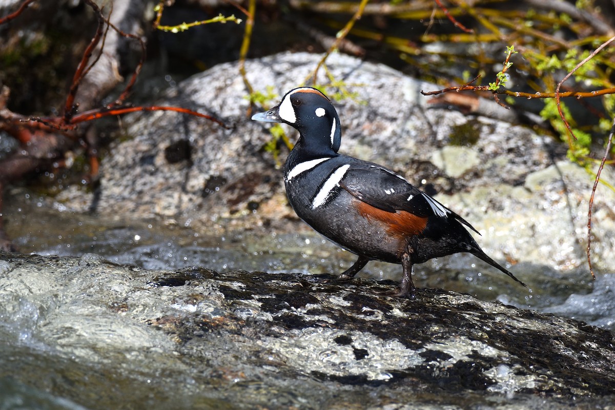 Harlequin Duck - ML620898208