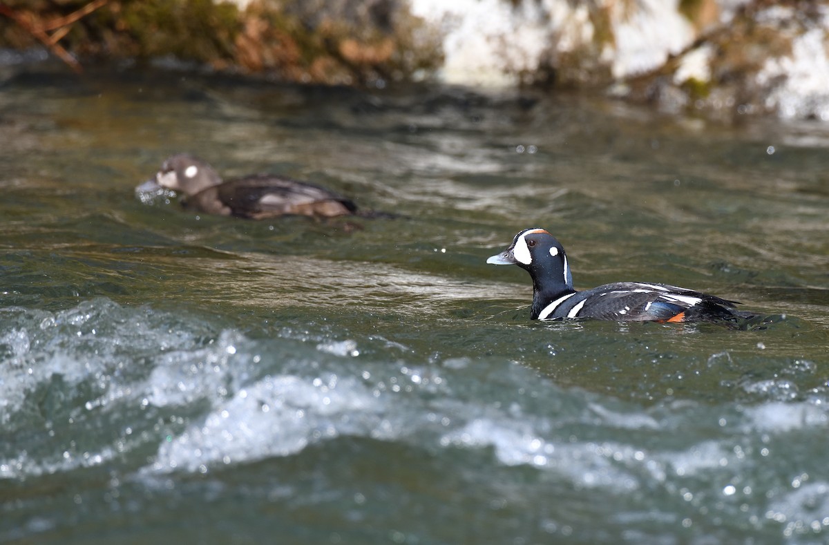 Harlequin Duck - ML620898209