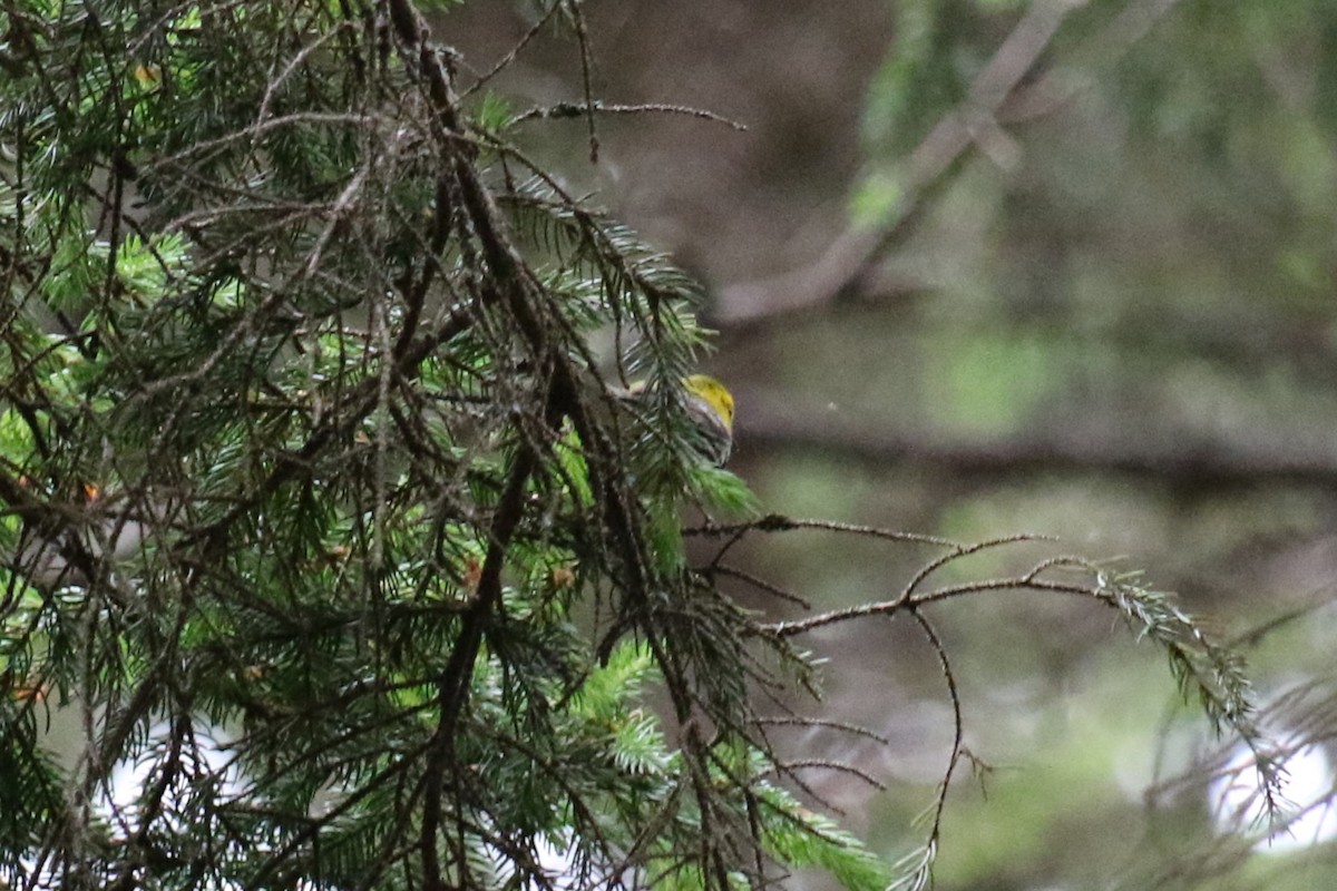 Black-throated Green Warbler - ML620898211
