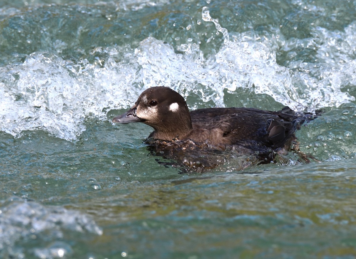 Harlequin Duck - ML620898212