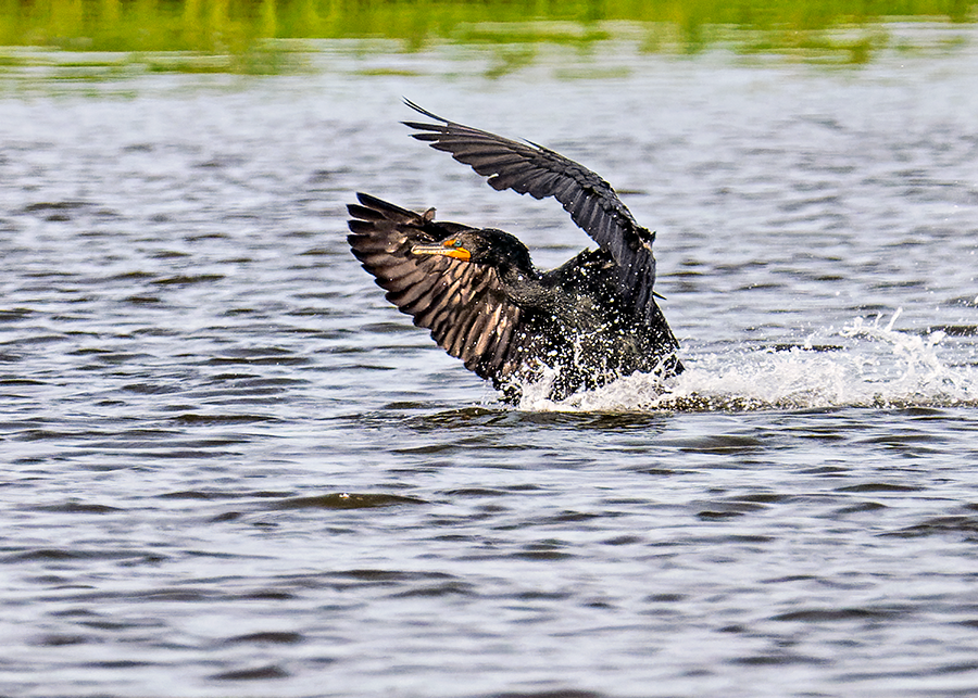 Double-crested Cormorant - ML620898215