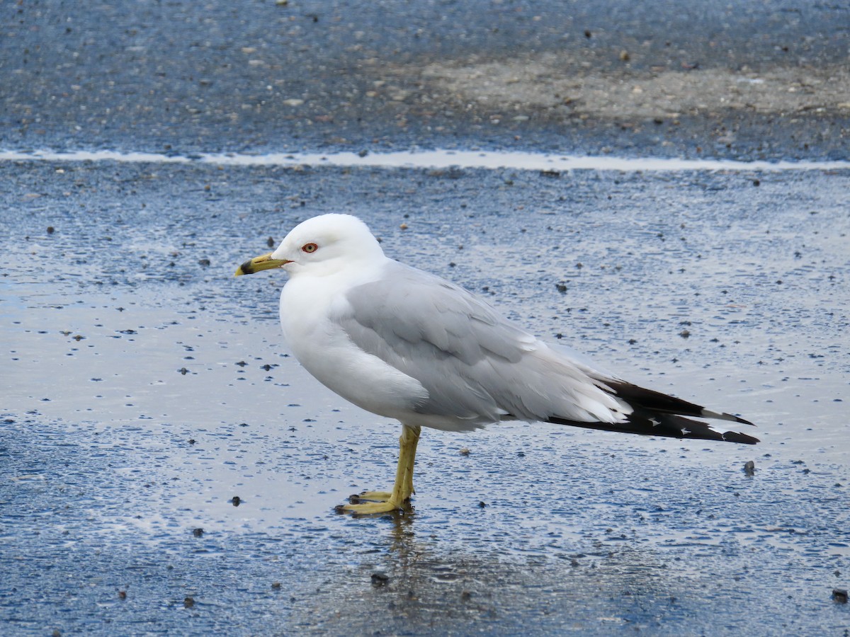 Ring-billed Gull - ML620898218