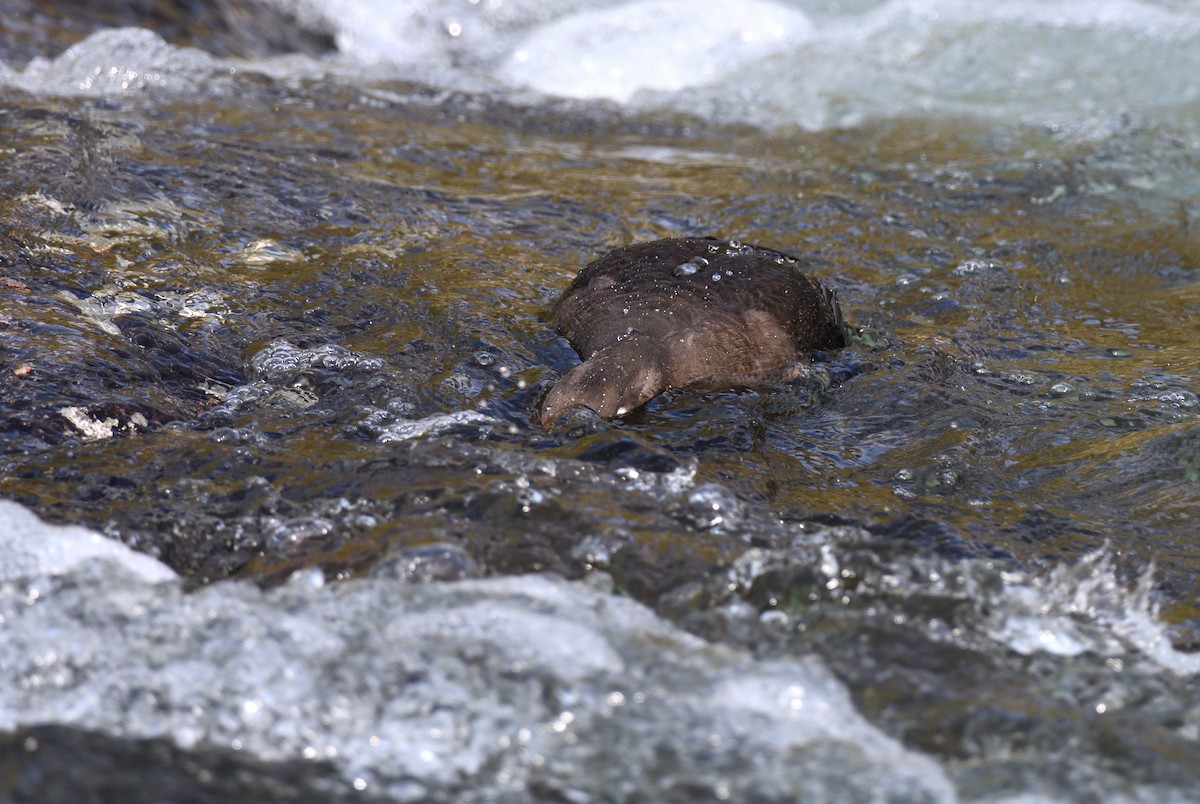 Harlequin Duck - Timothy Piranian