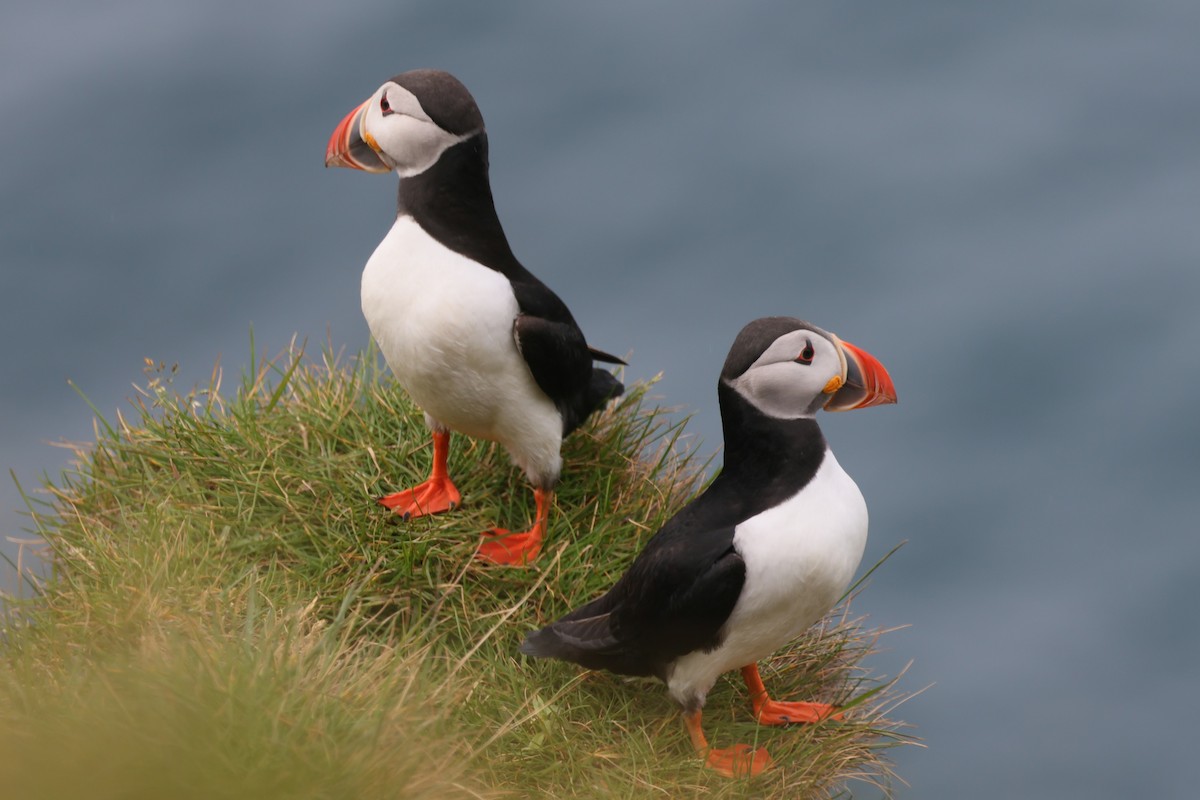 Atlantic Puffin - ML620898232