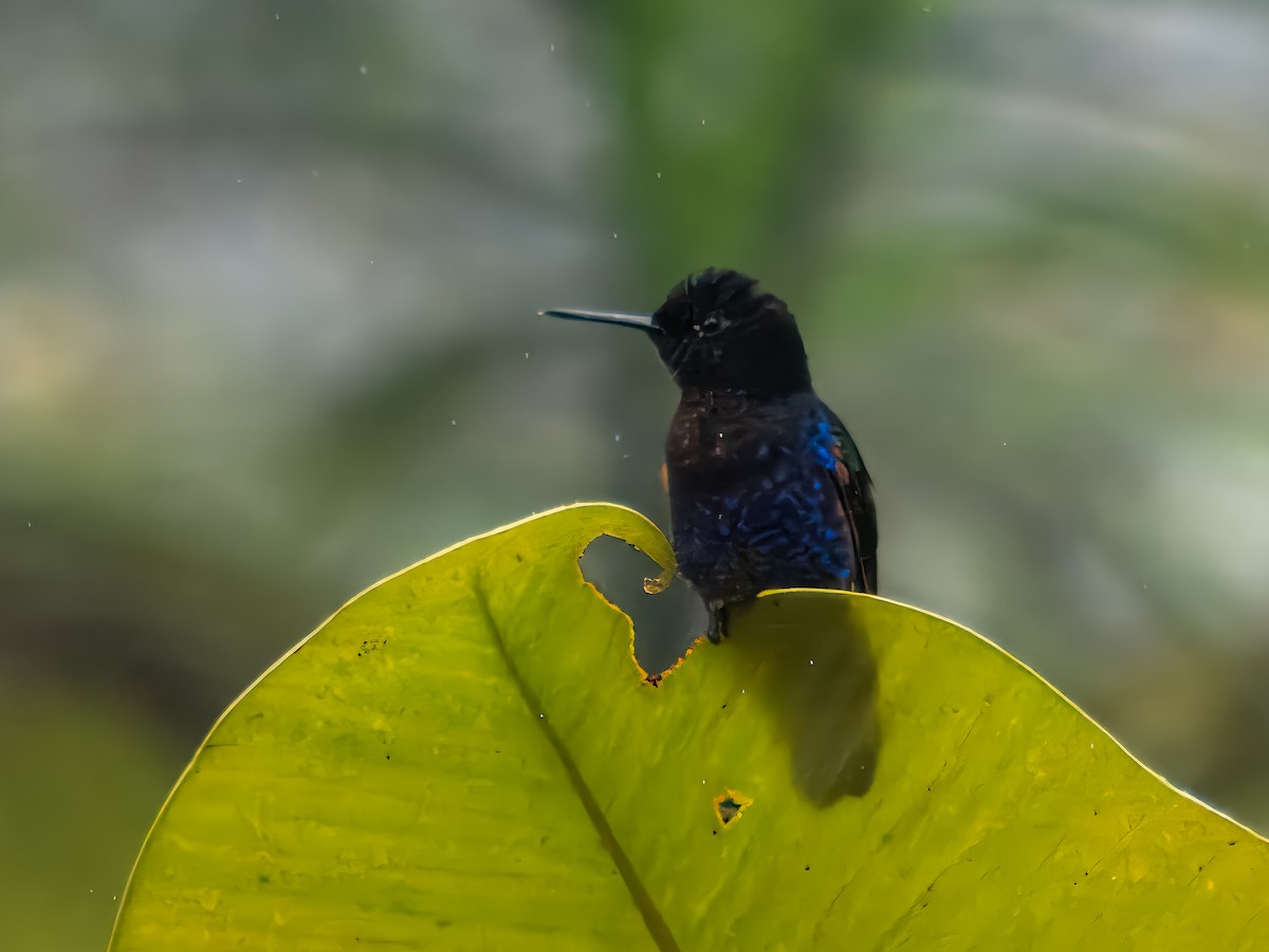kolibřík hyacintový - ML620898236