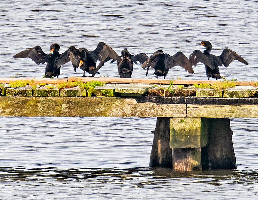 Double-crested Cormorant - ML620898239