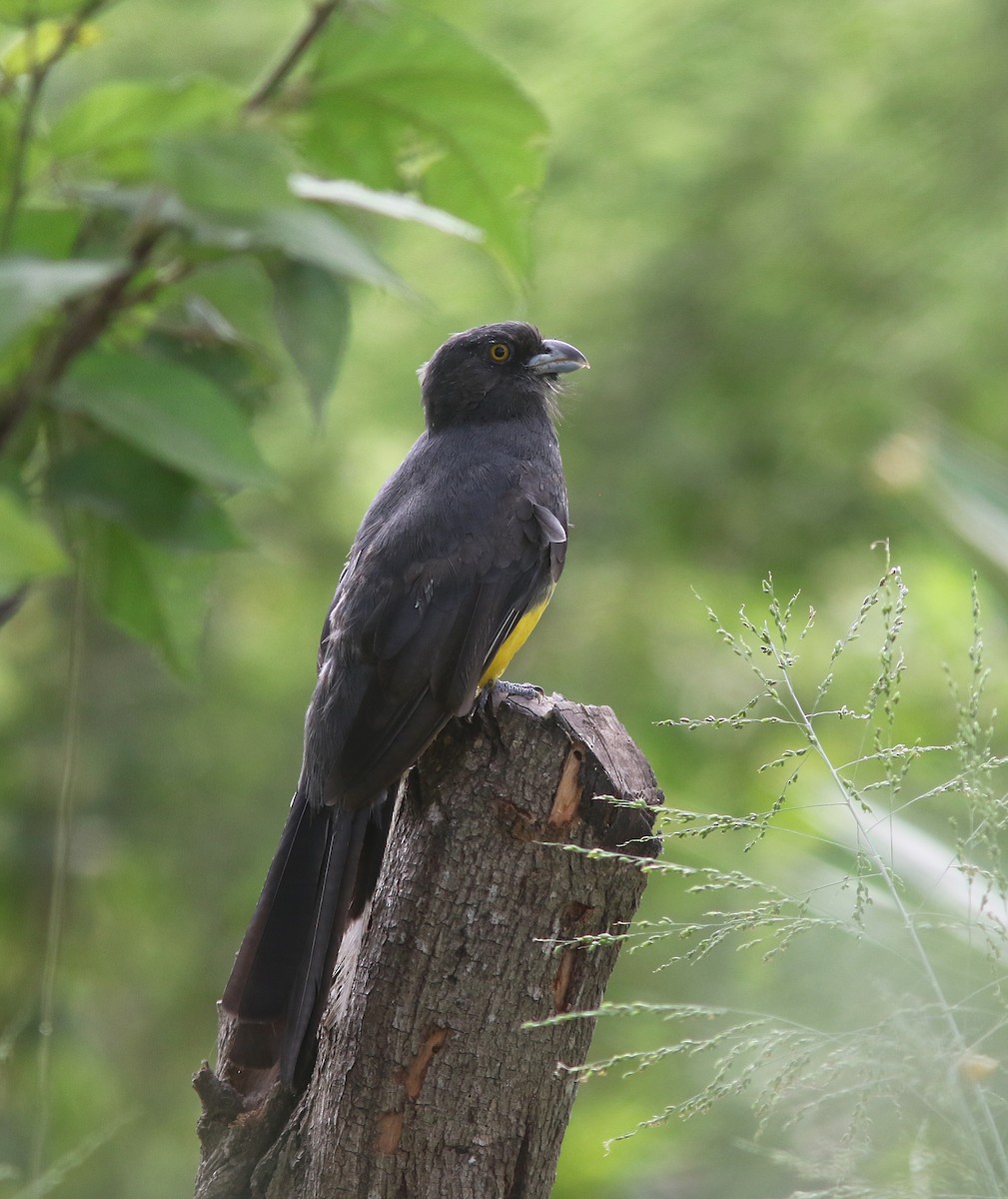 Citreoline Trogon - ML620898264