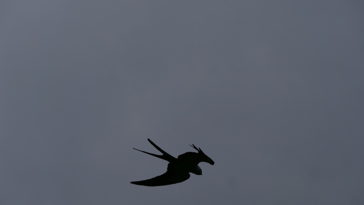 Swallow-tailed Kite - ML620898279